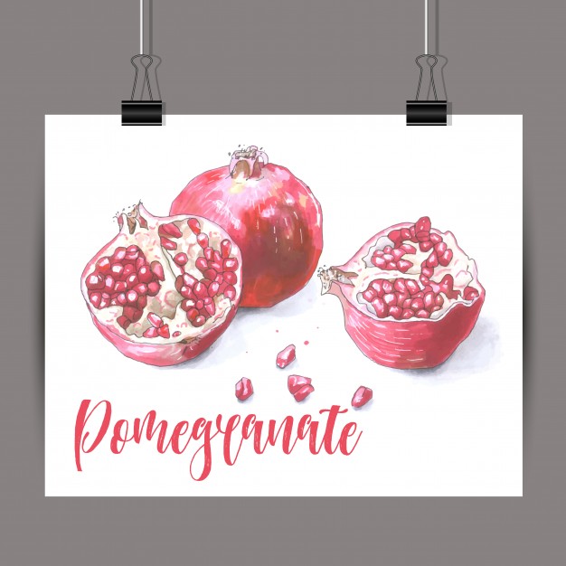 626x626 Sketch Of Pomegranate Vector Free Download - Pomegranate Sketch