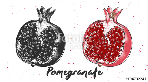 500x278 Vector Engraved Style Illustration For Posters, Decoration And - Pomegranate Sketch
