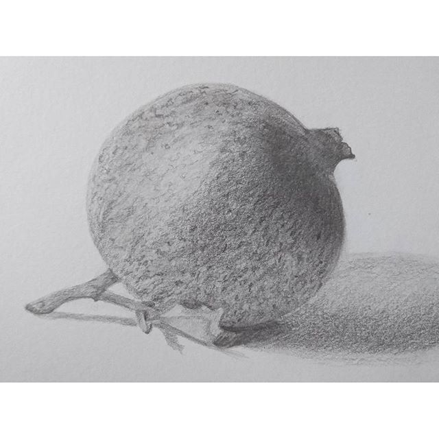 640x640 My Pomegranate - Pomegranate Sketch