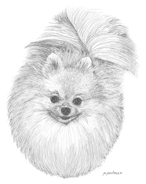 Pomeranian Sketch at PaintingValley.com | Explore collection of ...