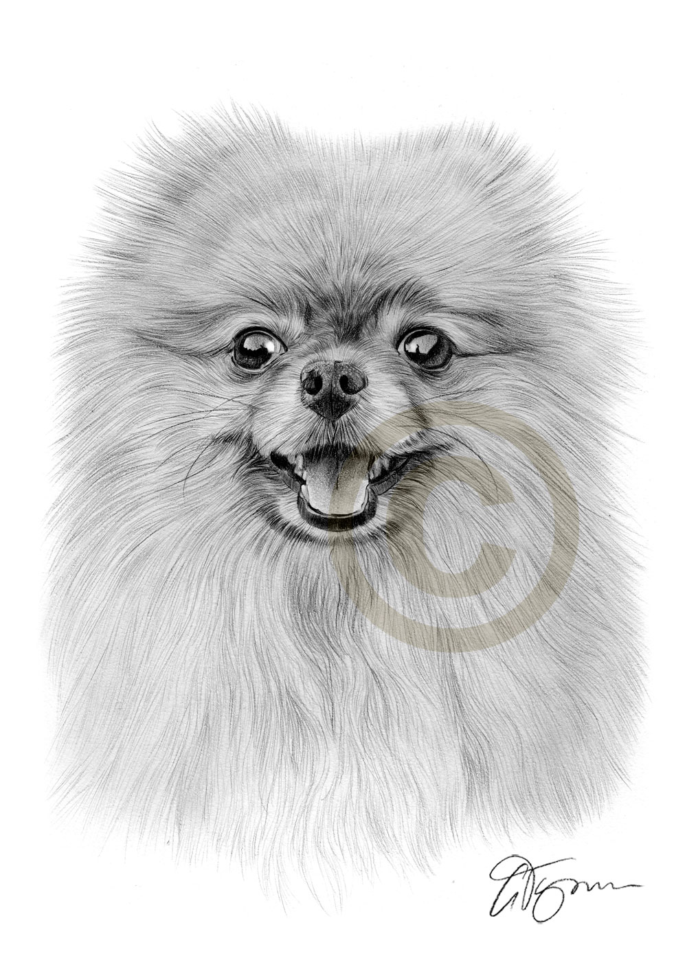Pomeranian Sketch at Explore collection of