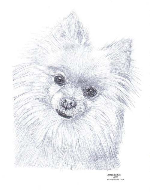 500x640 Pomeranian Dog Pencil Drawing Limited Edition Picture Art Print By - Pomeranian Sketch