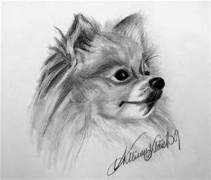 300x257 Pomeranian Drawing Colored Pencil Drawings - Pomeranian Sketch