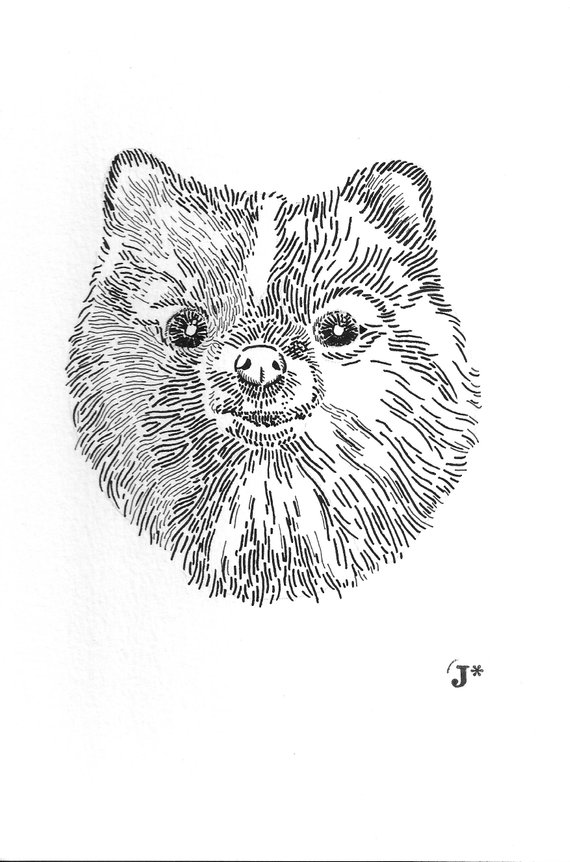 570x862 Pomeranian Dog Ink Sketch Etsy - Pomeranian Sketch
