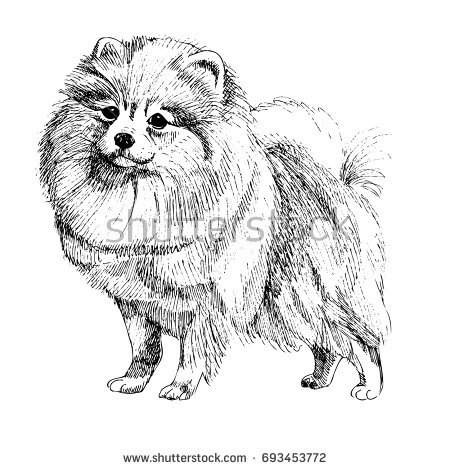 450x470 Pomeranian Sketch - Pomeranian Sketch