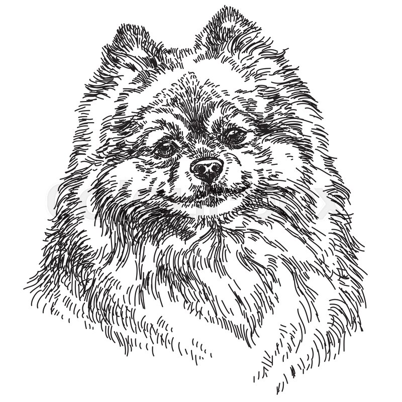 800x800 Small Pomeranian Vector Hand Drawing Illustration In Black And - Pomeranian Sketch