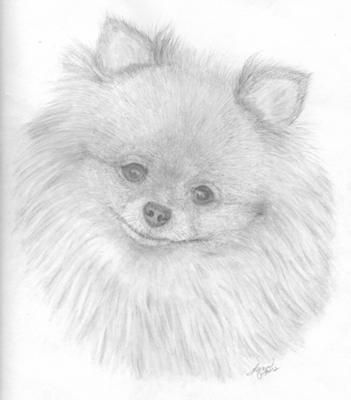351x400 Pomeranian Sketches - Pomeranian Sketch