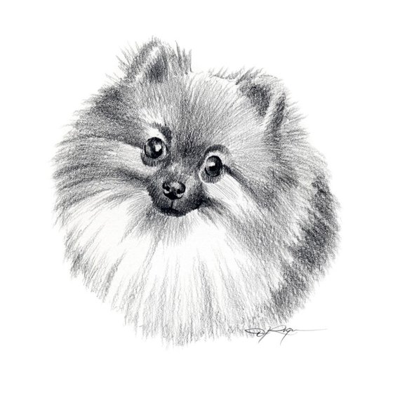 570x560 Pomeranian Dog Pencil Drawing Art Print By Artist Dj Rogers Etsy - Pomeranian Sketch