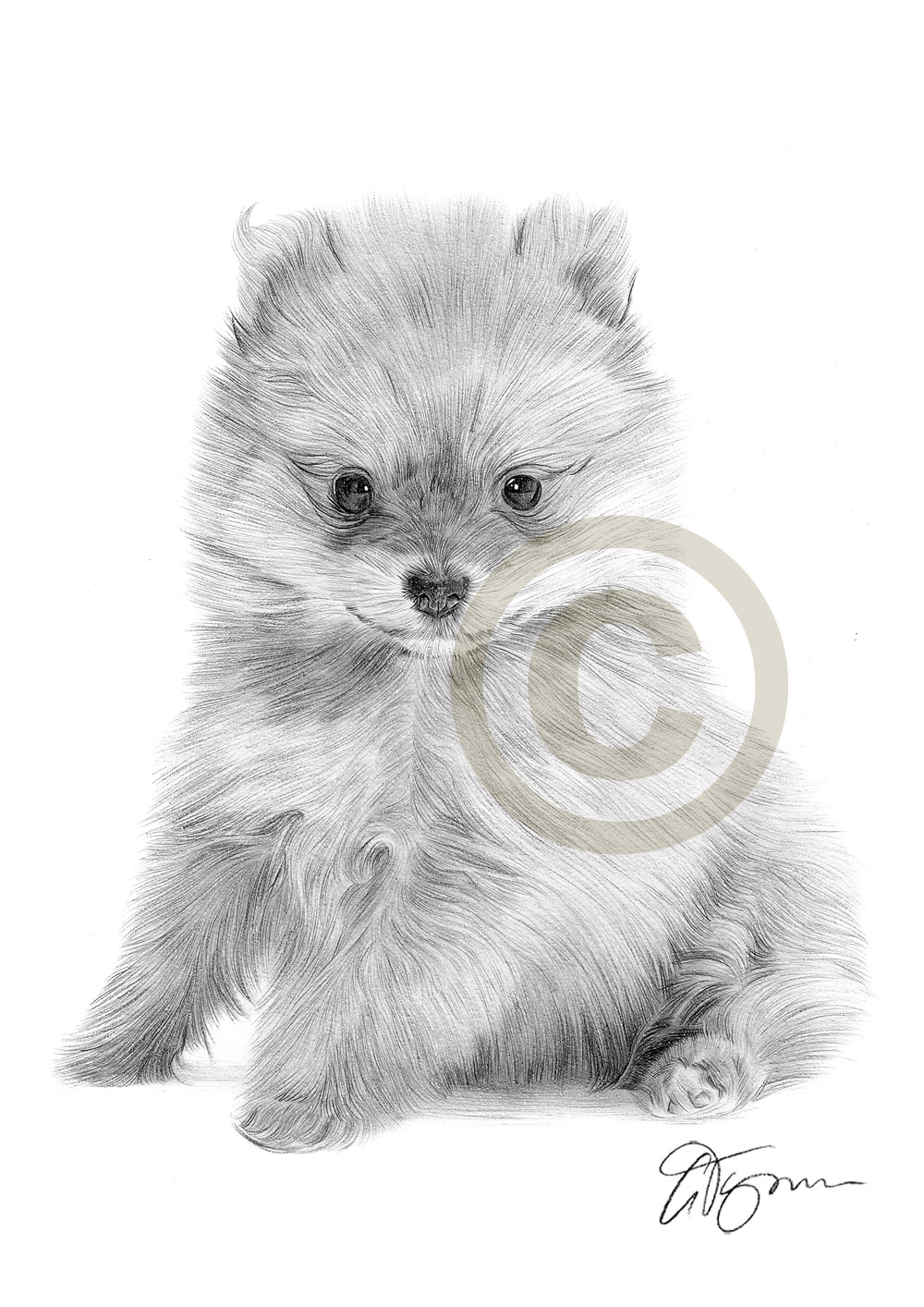 1000x1414 Pomeranian Puppy Art Pencil Drawing Print A4 Only Signed By Artist - Pomeranian Sketch