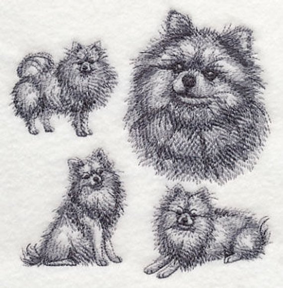 570x581 Pomeranian Sketch Etsy - Pomeranian Sketch