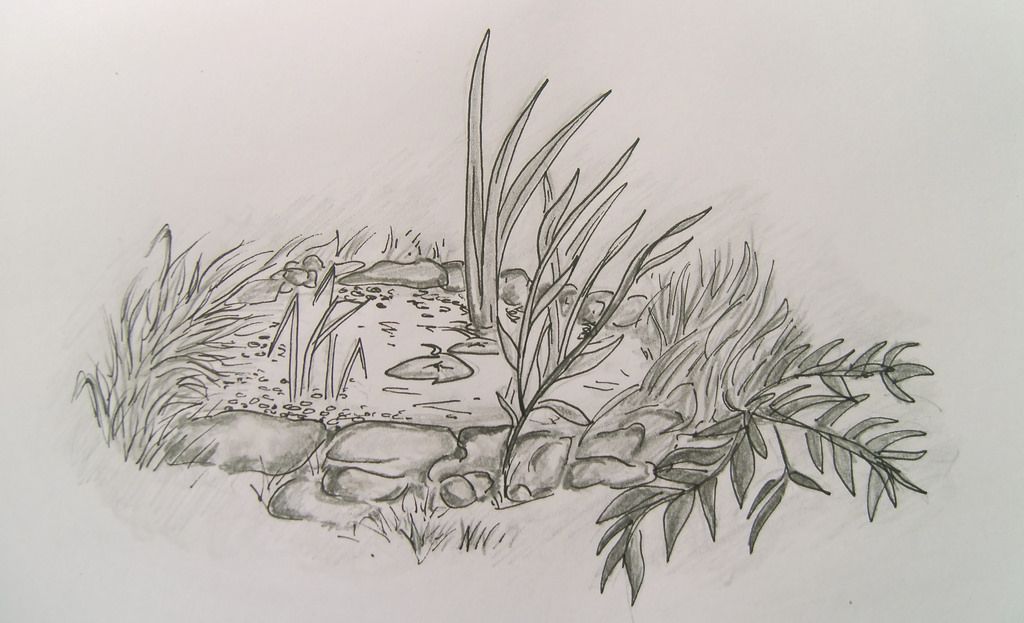 1024x623 Garden Pond Sketch X Sillysquirrel X - Pond Sketch
