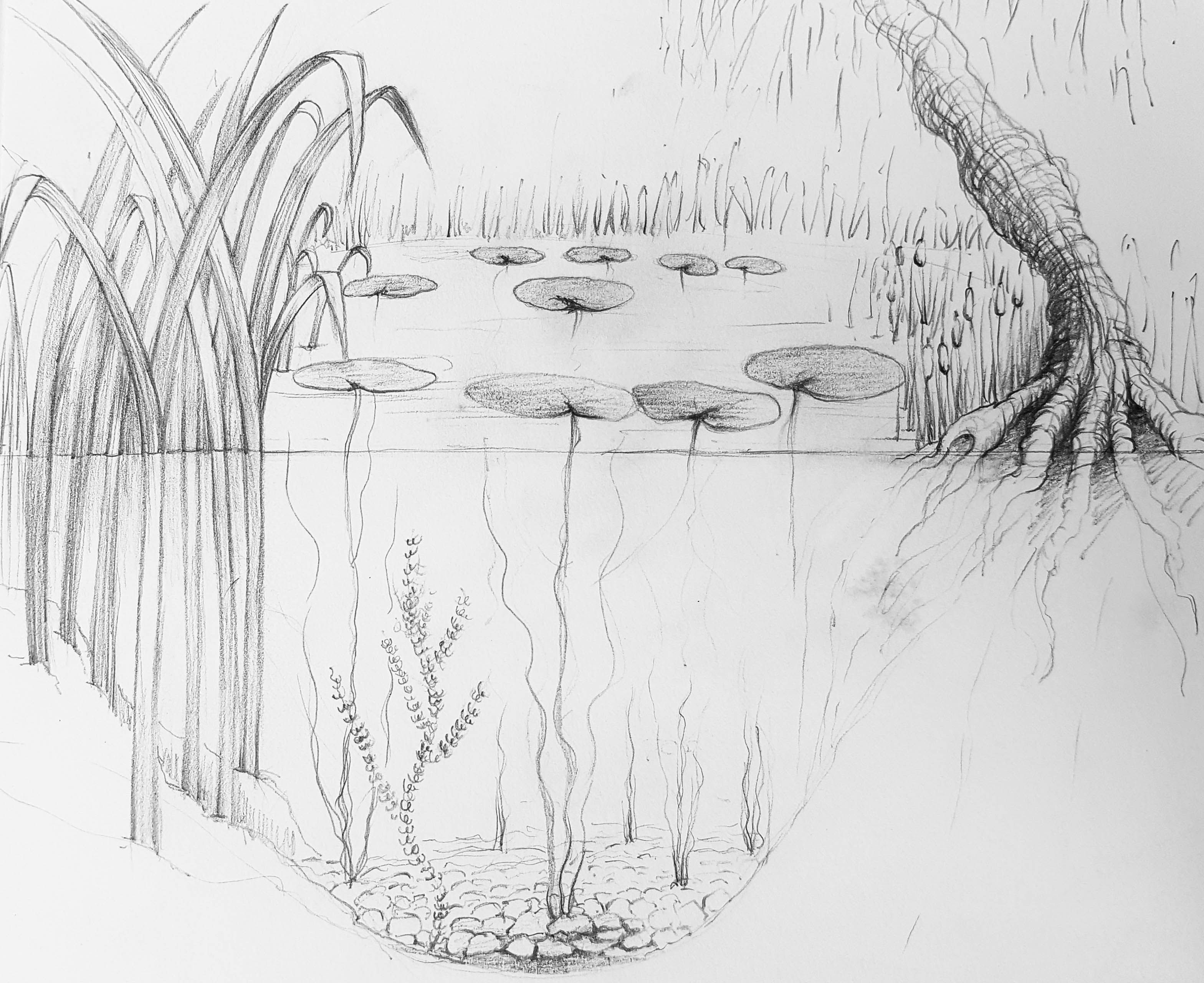 Pond Sketch at Explore collection of Pond Sketch
