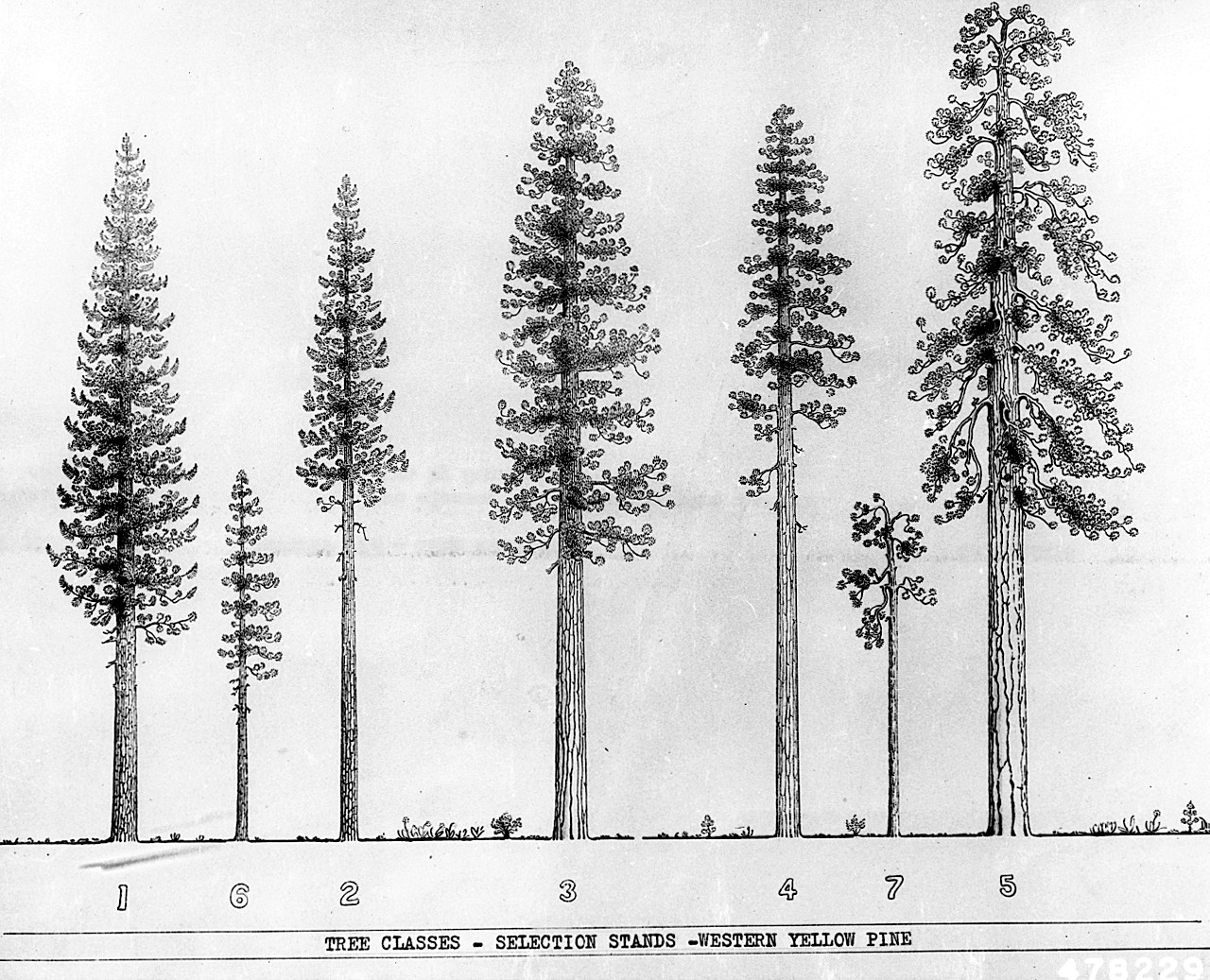 1280x1037 Large Image For Pinus Ponderosa (Ponderosa Pine) Usda Plants - Ponderosa Pine Sketch