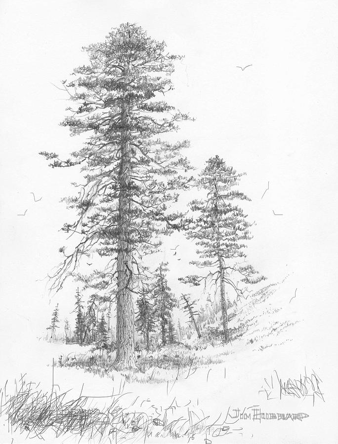 684x900 Montana Ponderosa Pine Drawing By Jim Hubbard - Ponderosa Pine Sketch