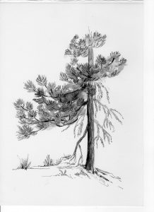 218x300 Out Sketching. Part 1. Ponderosa Pine - Ponderosa Pine Sketch