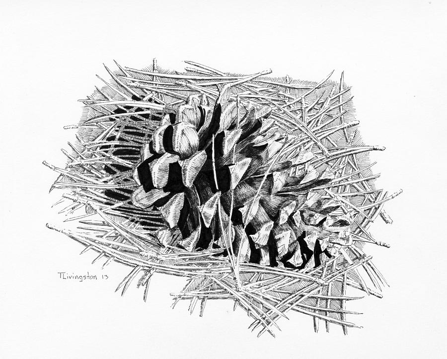 900x723 Ponderosa Pine Cone Drawing By Timothy Livingston - Ponderosa Pine Sketch