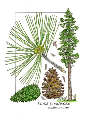 350x470 Ponderosa Pine Drawing Bruce L. Cunningham Puud Ja I - Ponderosa Pine Sketch