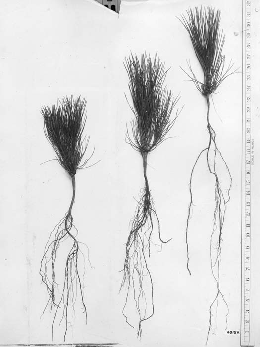 525x700 Tree Species - Ponderosa Pine Sketch