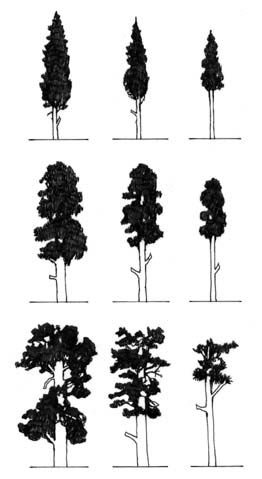262x479 Dealized Silhouettes Of Ponderosa Pines Of Various Ages And On - Ponderosa Pine Sketch