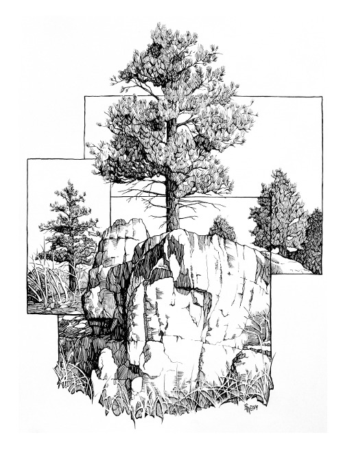 500x675 Drawing Art Tree Rock Landscape Trees Traditional Art Nature Line - Ponderosa Pine Sketch