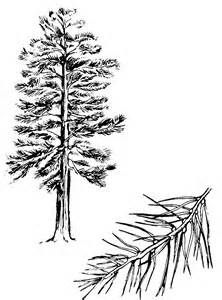 222x300 Drawing Ponderosa Pine Tree - Ponderosa Pine Sketch