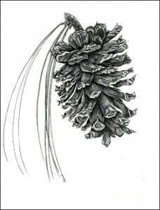 228x300 Ponderosa Pine Cone - Ponderosa Pine Sketch