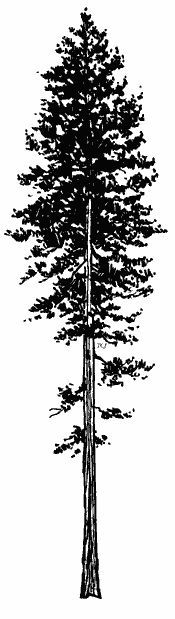 175x619 Ponderosa Pine Silhouette - Ponderosa Pine Sketch