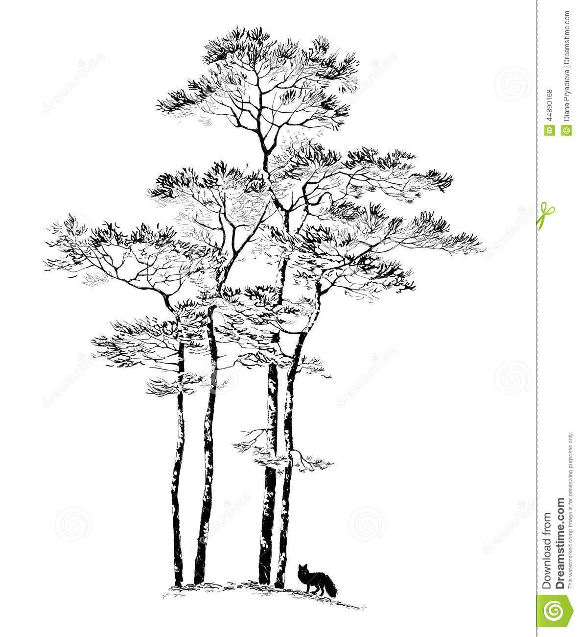 1185x1300 Ponderosa Pine Tree Drawing - Ponderosa Pine Sketch