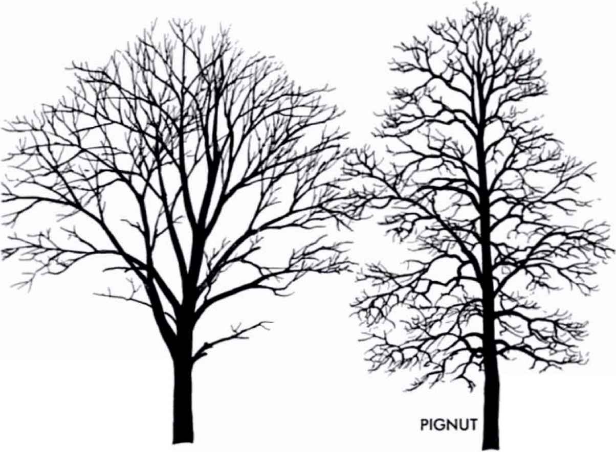 1204x884 Drawn Pine Tree Hickory Tree - Ponderosa Pine Sketch