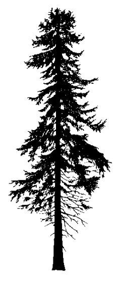 236x559 Ponderosa Pine Tree Silhouette - Ponderosa Pine Sketch