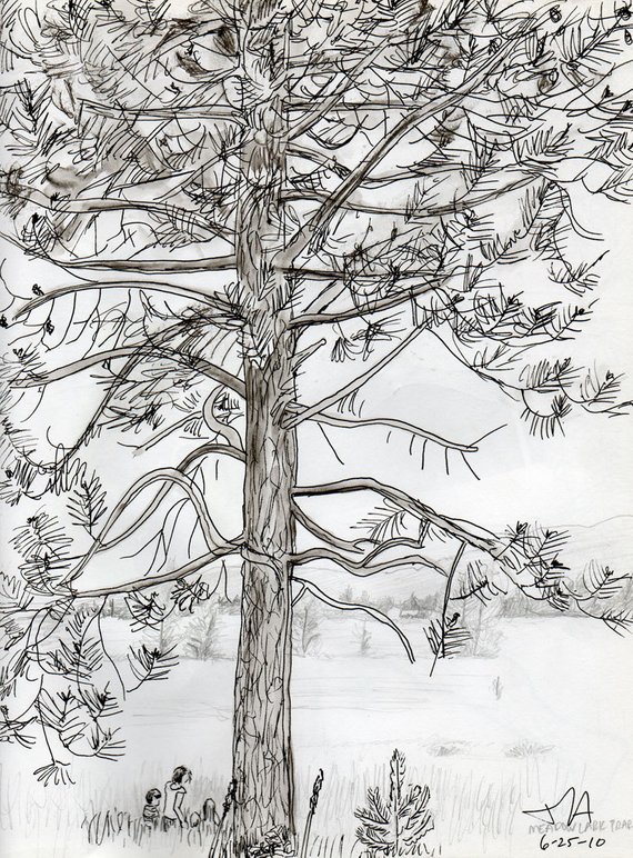 570x772 Family In Meadowlark Prarie Under Ponderosa Pine Etsy - Ponderosa Pine Sketch