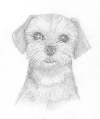 337x400 Lui, Yorkie Poodle - Poodle Sketch