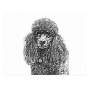 307x307 Poodle Drawing Postcards Zazzle - Poodle Sketch