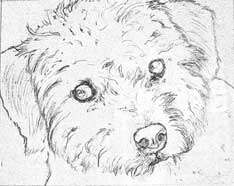 234x186 Poodle Drawing Work In Progress Custom Graphite Pet Portrait - Poodle Sketch