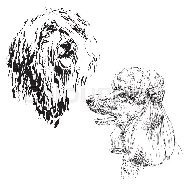 800x800 A Set Of Drawings Of Adult Dog Poodle. Highly Detailed. Hand - Poodle Sketch