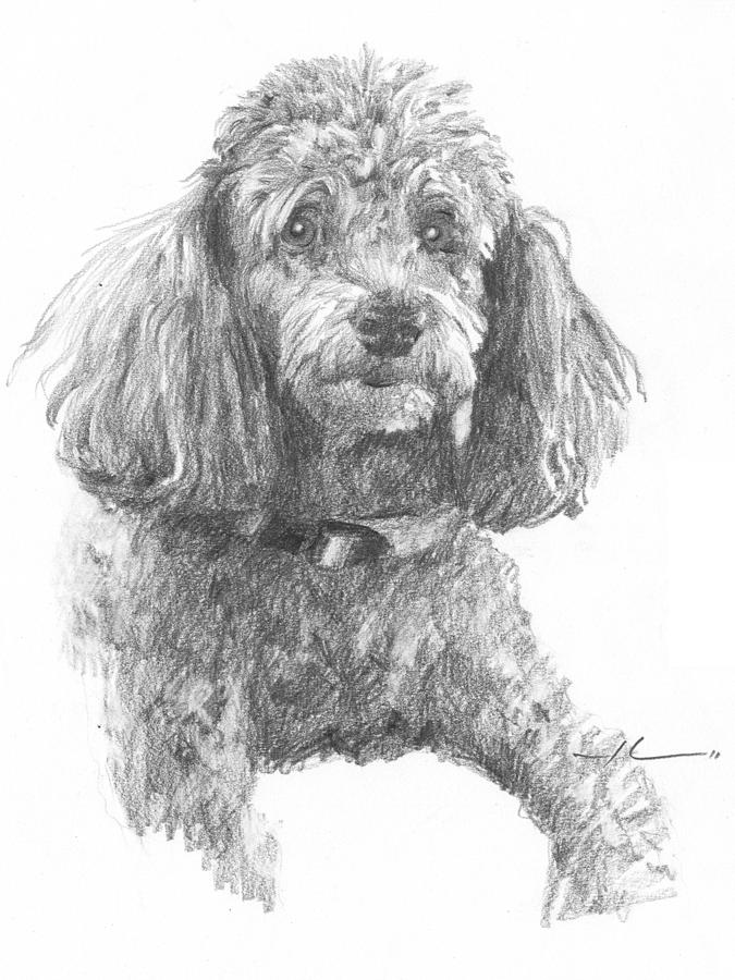 675x900 Poodle Pencil Portrait Drawing By Mike Theuer - Poodle Sketch