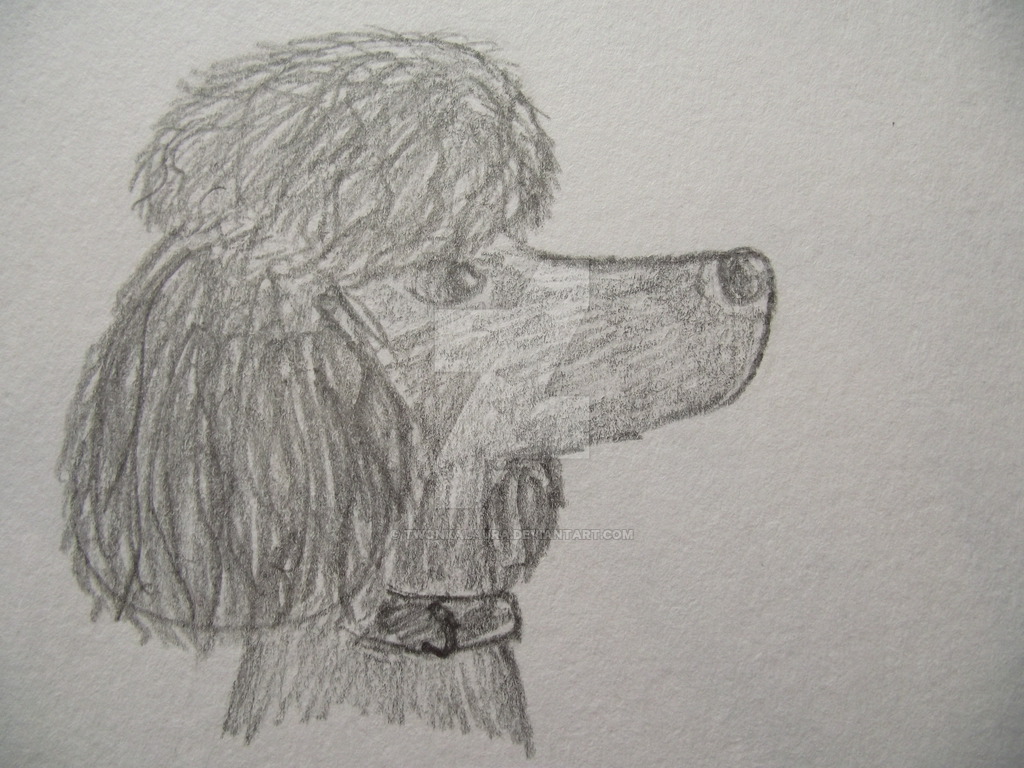 1024x768 Poodle Sketch By Twonkalaura - Poodle Sketch