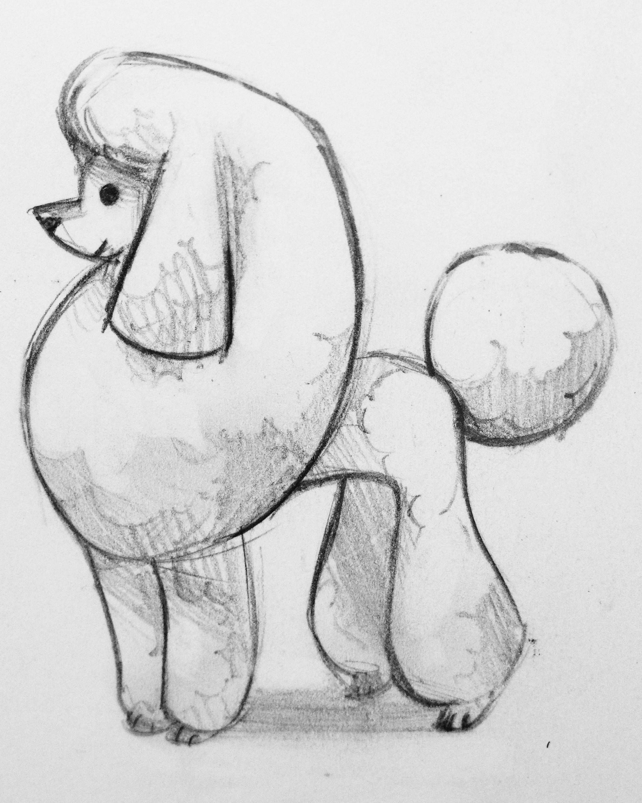 2207x2758 Poodle Sketch Artwork Sketchespencil Drawing - Poodle Sketch