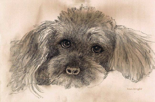 650x427 Sketch Of Poodle By Nan Wright - Poodle Sketch