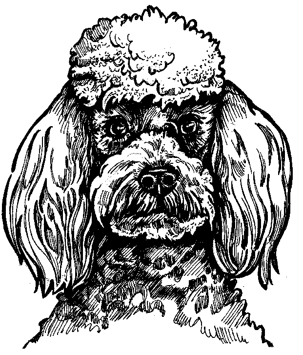 621x726 Black Poodle Sketch - Poodle Sketch