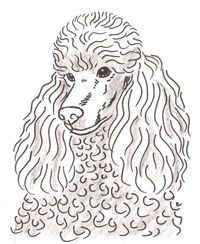 200x244 Poodle Sketches - Poodle Sketch