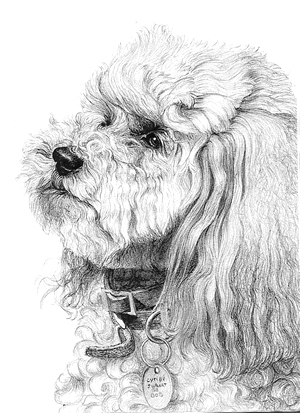 300x413 Drawing Portrait Of A Poodle With Graphite Pencils - Poodle Sketch