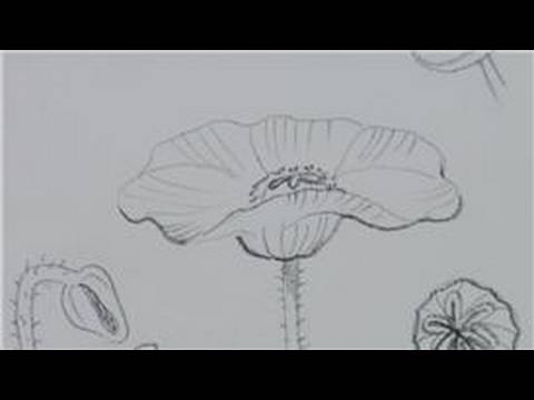 480x360 Drawing Lessons How To Draw Poppies - Poppy Flower Sketch