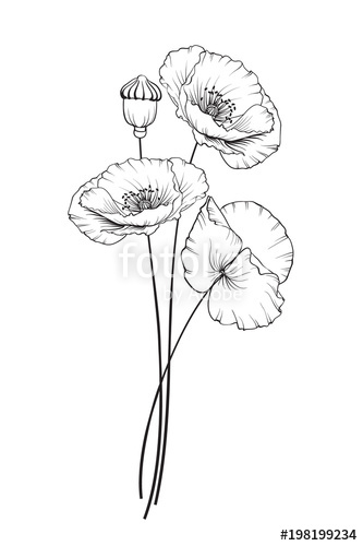 Poppy Flower Sketch at PaintingValley.com | Explore collection of Poppy ...
