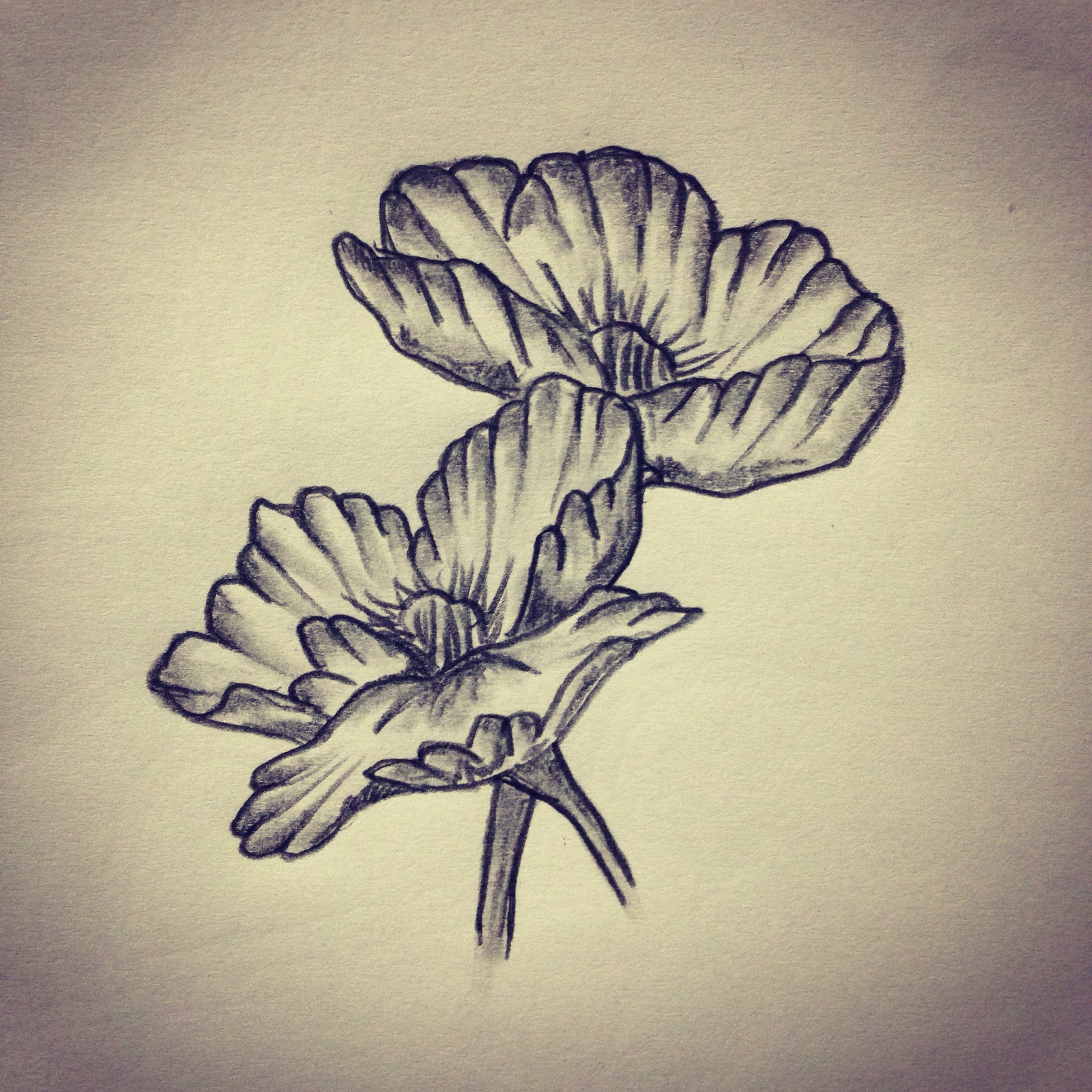 2448x2448 Flower Sketch Ideas Inspirational Poppy Flower Tattoo Sketch - Poppy Flower Sketch