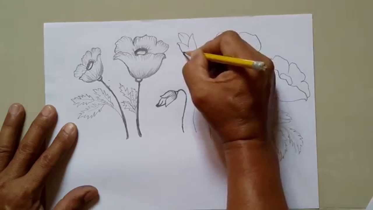 1280x720 How To Draw A Poppy Flower Easy Drawing Tutorials - Poppy Flower Sketch