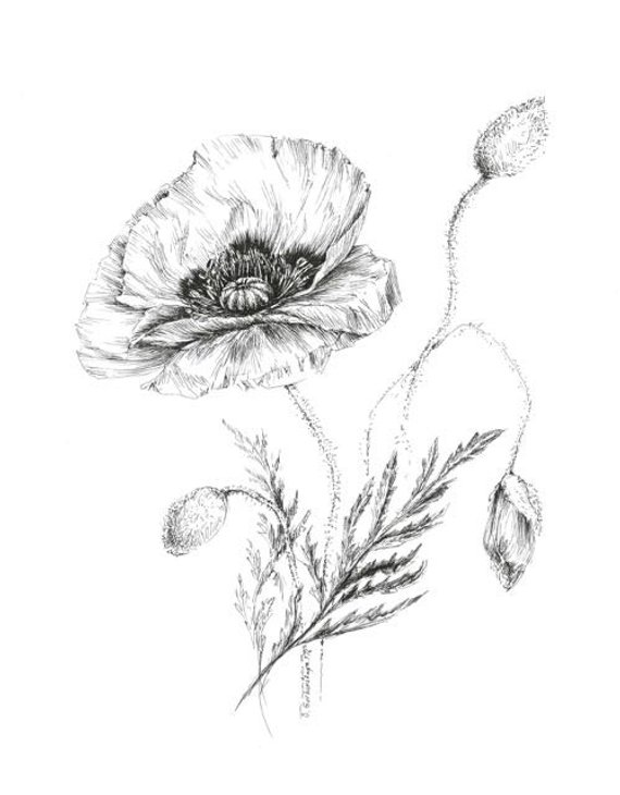 570x730 Poppy Drawing Botanical Prints Floral Illustrations Pen Etsy - Poppy Flower Sketch