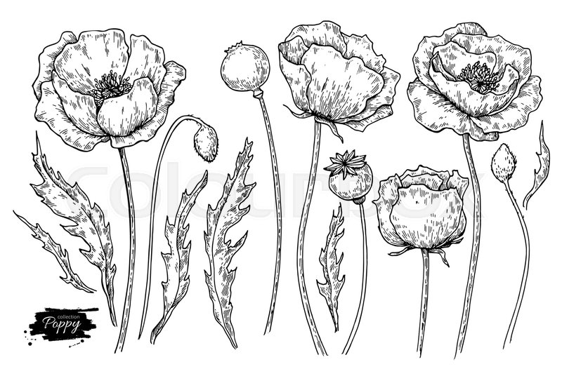 800x546 Poppy Flower Vector Drawing Set. Isolated Wild Plant And Leaves - Poppy Flower Sketch