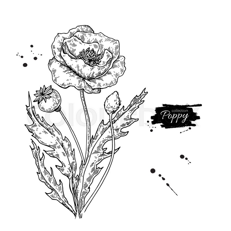 800x800 Poppy Flower Vector Drawing Set. Isolated Wild Plant And Leaves In - Poppy Flower Sketch