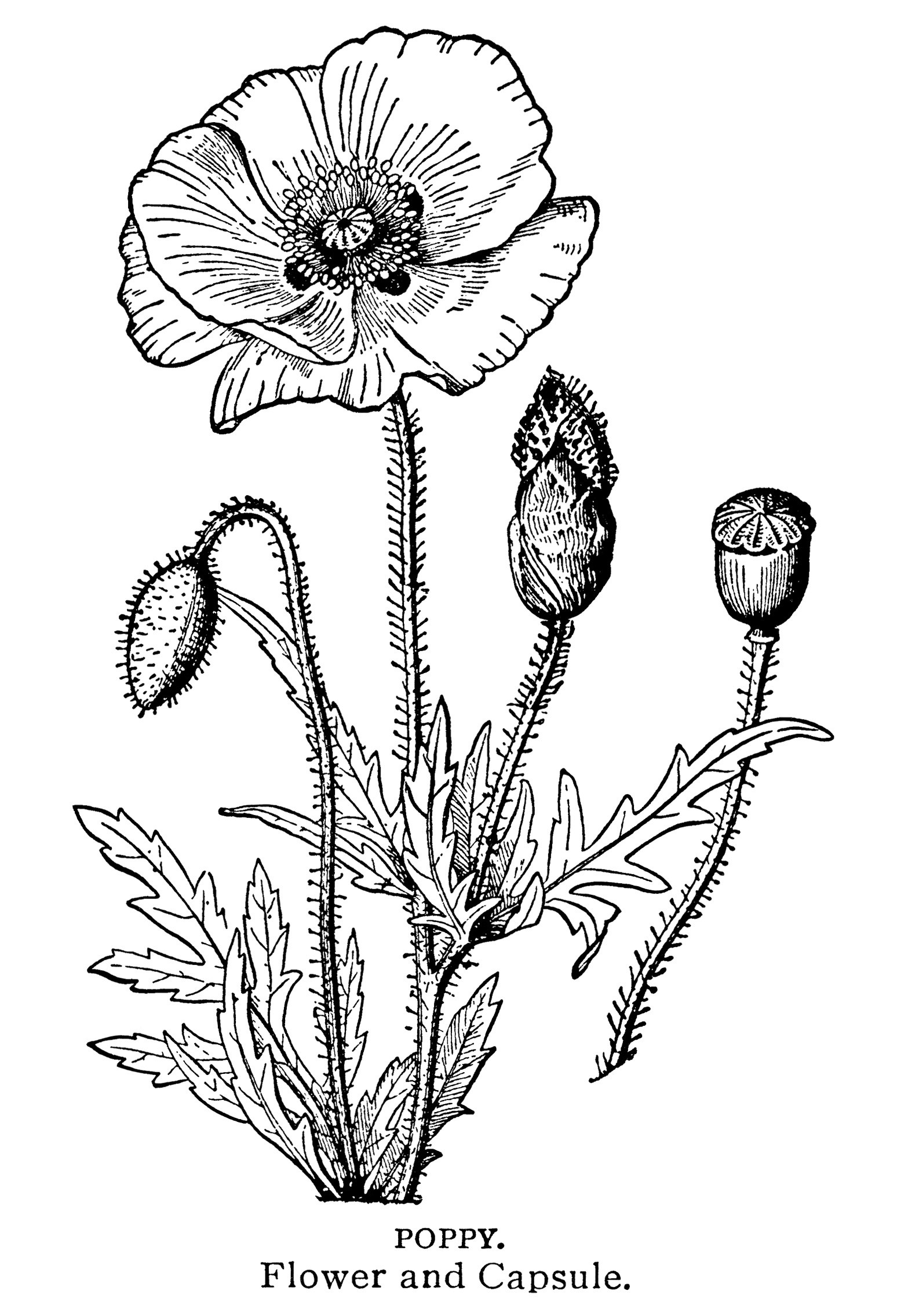 1548x2272 Sketch Clipart Vintage Flower - Poppy Flower Sketch